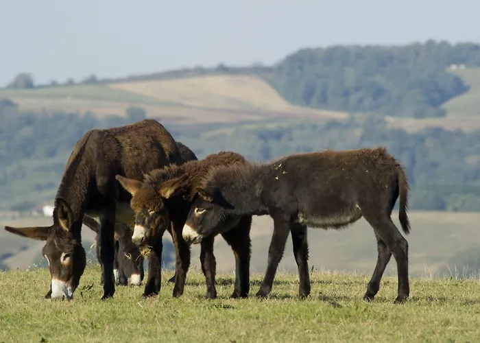 Aparthotel Les Collines Iduki La Bastide-Clairence